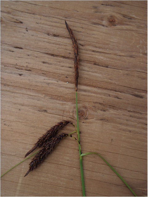 Slough sedge (Carex obnupta)