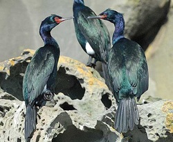 Pelagic cormorant (Phalacrocorax pelagicus)