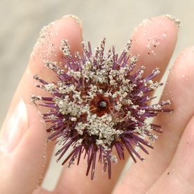 Purple sea urchin (Strongylocentrotus purpuratus)
