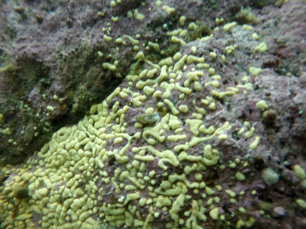 Pacific white crust (Didemnum carnulentum)