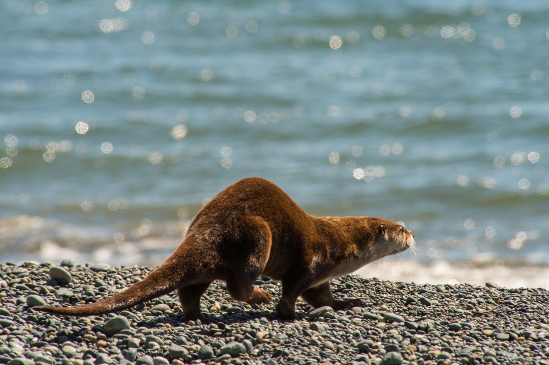 River otter (Lontra canadensis pacifica)
