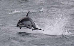 Pacific white-sided dolphin (Lagenorhynchus obliquidens)