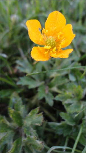 creeping buttercup ranunculus repens