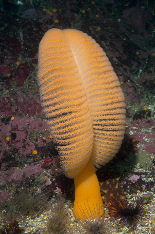 Orange sea pen (Ptilosarcus gurneyi)