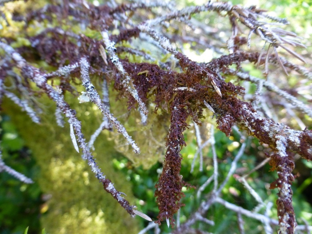 Hanging millipede liverwort (Frullania tamarisci ssp. nisquallensis)