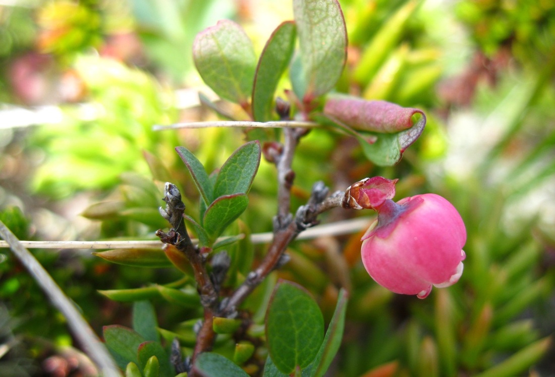 Bog blueberry (Vaccinium uliginosum)