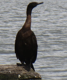 Pelagic cormorant (Phalacrocorax pelagicus)