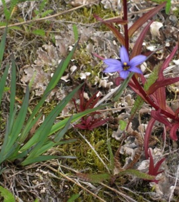 Shore blue-eyed grass (Sisyrinchium littorale)