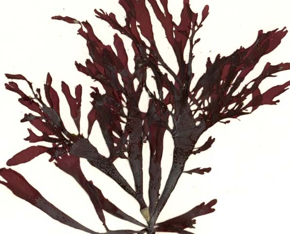 Red sea fan (Callophyllis pinnata)