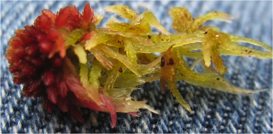 Small red peat moss (Sphagnum capillifolium)