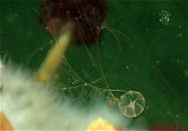 Cat's eye comb jelly (Pleurobrachia bachei)