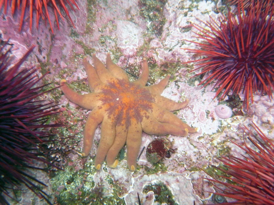 Northern sun star (Solaster endeca)