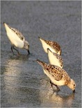 Sanderling  (Calidris alba)