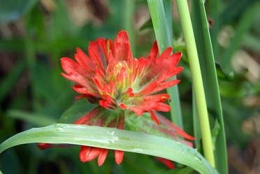 Common red paintbrush  (Castilleja miniata)