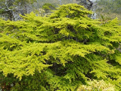 Mountain hemlock  (Tsuga mertensiana)