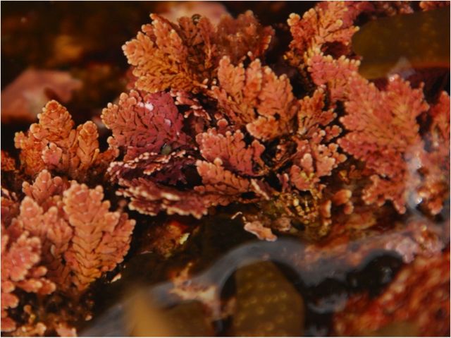 enigmatic coral seaweed (Bossiella frondescens)