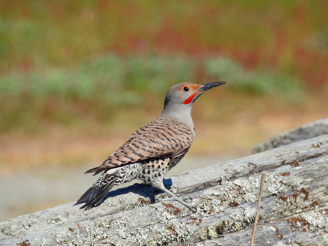 Northern flicker (Colaptes chrysoides)