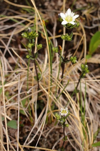 Swamp gentian (Gentiana douglasiana)
