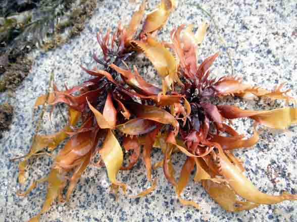 Narrow iodine seaweed (Grateloupia americana)