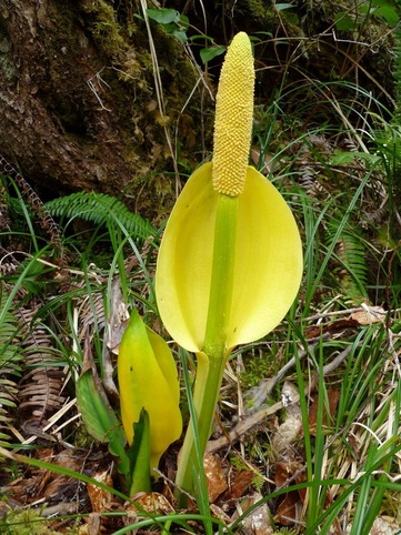 Skunk cabbage (Lysichiton americanus)