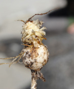Northern rice root (Fritillaria camschatcensis)