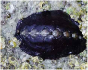 Black katy chiton (Katharina tunicata)