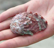 Northern abalone (Haliotis kamtschatkana)