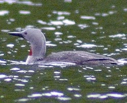 Red-throated loon (Gavia stellata)