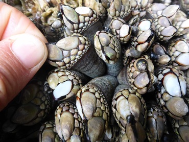 Goose neck barnacle (Pollicipes polymerus)