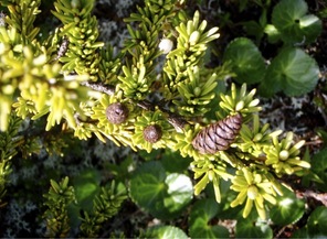 Mountain hemlock  (Tsuga mertensiana)