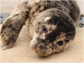Pacific  harbour seal  (Phoca vitulina)