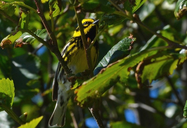 Townsend’s warbler (Setophaga townsendi)    