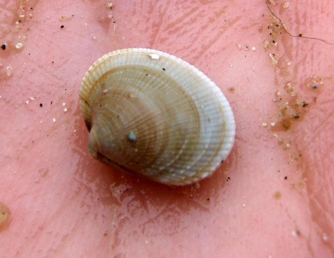 Pacific littleneck clam (Leukoma staminea)