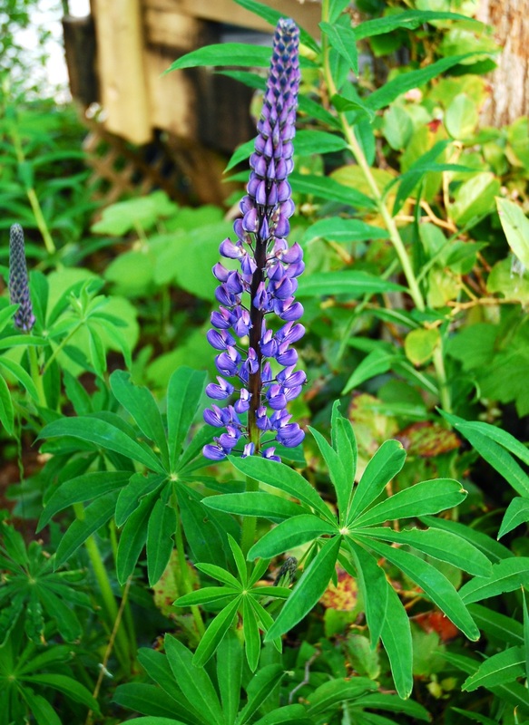 Large-leaved lupine (Lupinus polyphyllus ssp. polyphyllus)