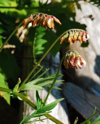 Giant vetch (Vicia nigricans ssp. gigantea)