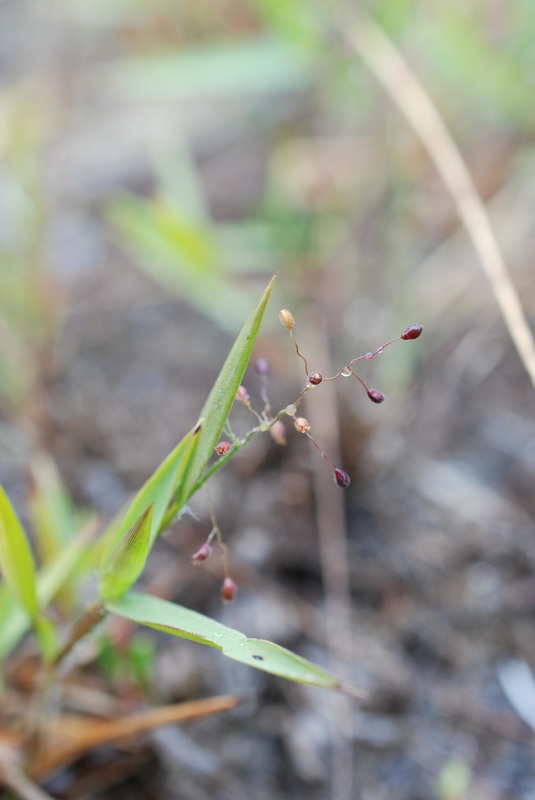 Western panicgrass (Dichanthelium acuminatum)