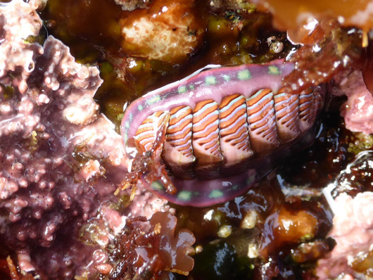Lined chiton, red-lined chiton (Tonicella lineata)