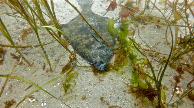 Starry flounder (Platichthys stellatus)