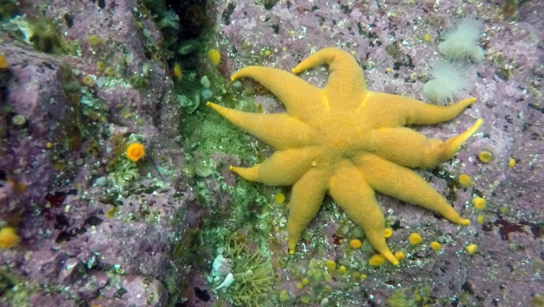 Northern sun star (Solaster endeca)