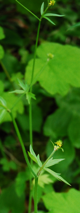 Little buttercup (Ranunculus uncinatus)