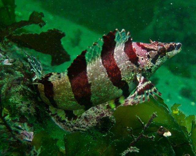 Painted greenling (Oxylebius pictus)