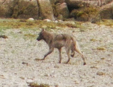 Coastal wolf  (Canis lupus)