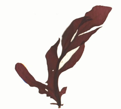 Red sea-leaf (Erythrophyllum delesserioides)