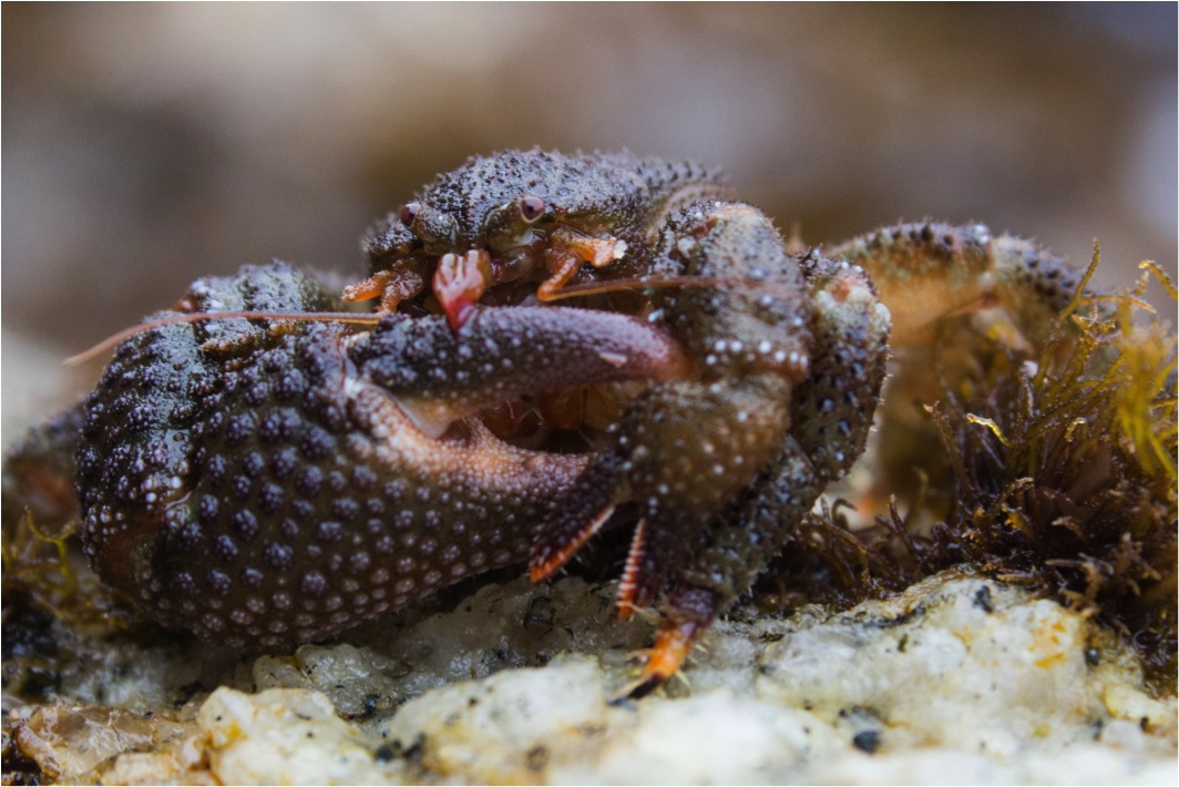 Granular claw crab  (Oedignathus inermis)