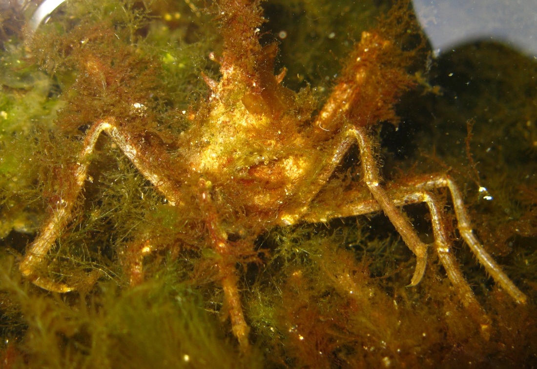 Styles and Survival Strategies of Decorator Crabs | RoundGlass Sustain