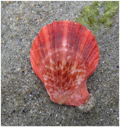 Spiny pink scallop (Chlamys hastata)