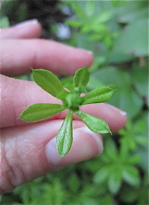 Cleavers (Galium aparine)