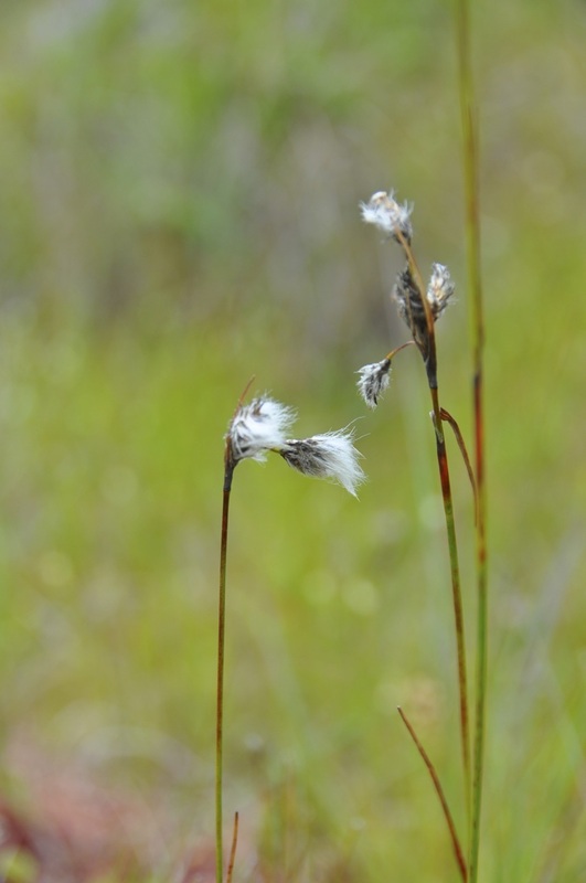 Narrow-leaved cotton-grass (Eriophorum angustifolium)