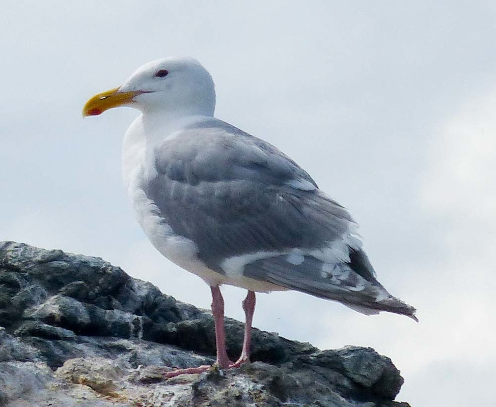 Glaucous-winged gull (Larus glaucescens)