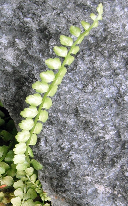 Green spleenwort (Asplenium viride)